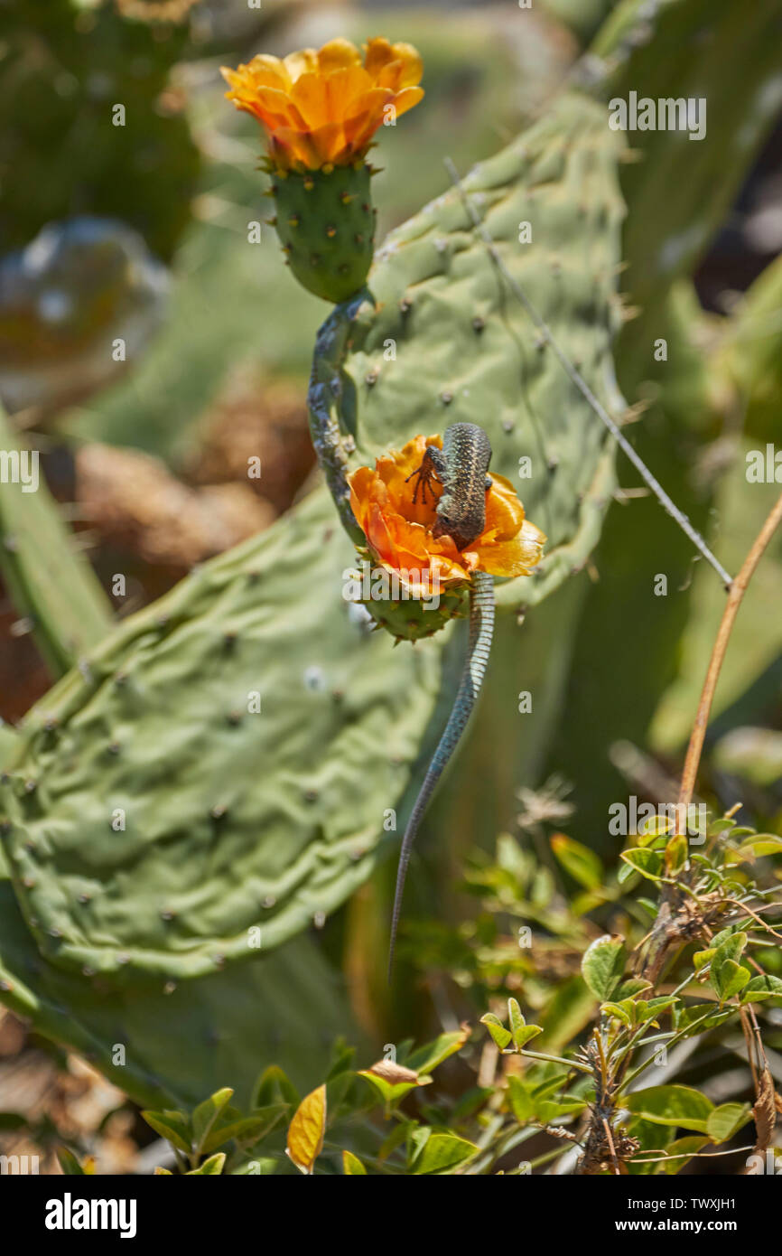 Madeiran wall lizard and cactus flower in Funchal, Madeira, Portugal, European Union Stock Photo