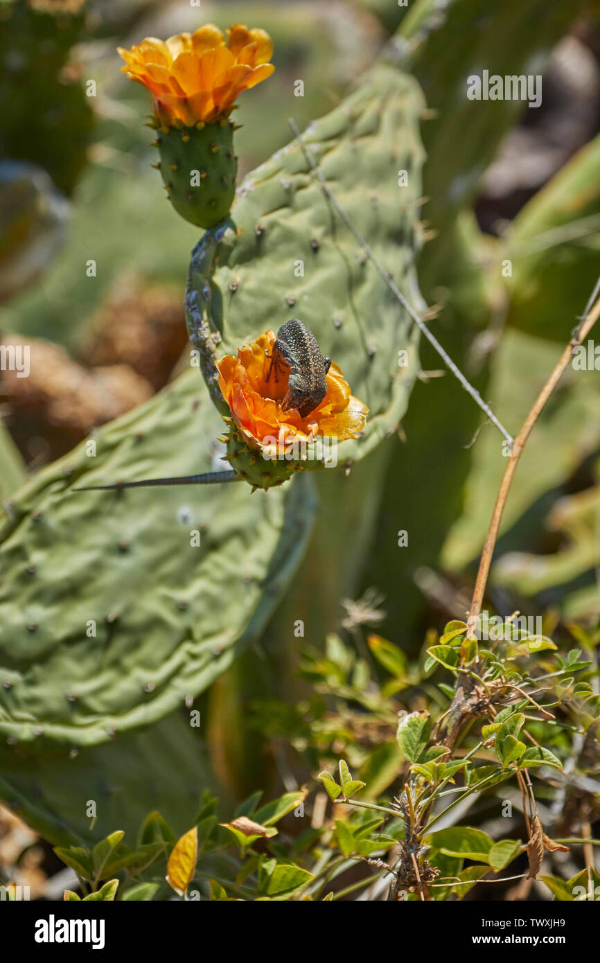 Madeiran wall lizard and cactus flower in Funchal, Madeira, Portugal, European Union Stock Photo