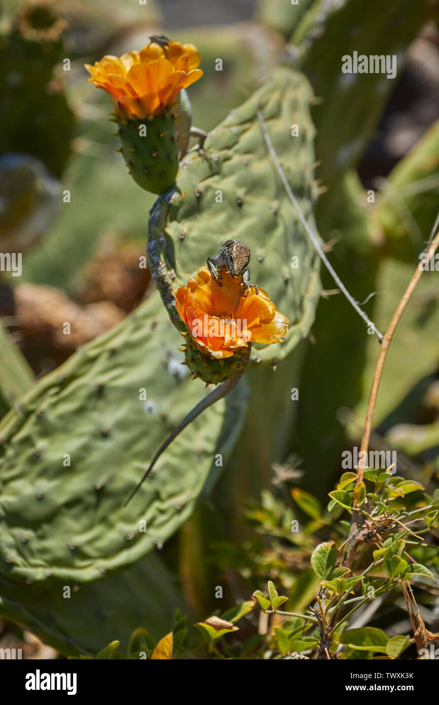 Madeiran wall lizard and cactus flower in Funchal, Madeira, Portugal, European Union Stock Photo