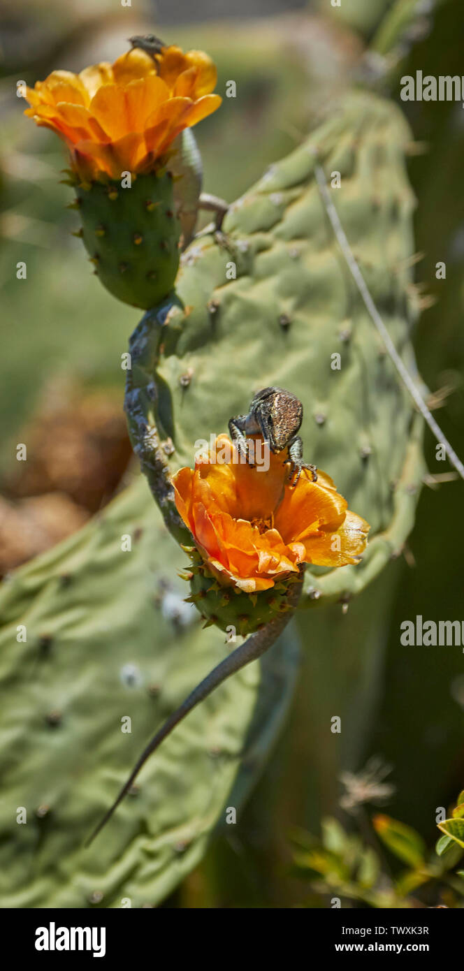 Madeiran wall lizard and cactus flower in Funchal, Madeira, Portugal, European Union Stock Photo