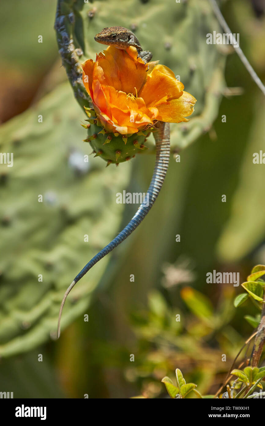 Madeiran wall lizard and cactus flower in Funchal, Madeira, Portugal, European Union Stock Photo