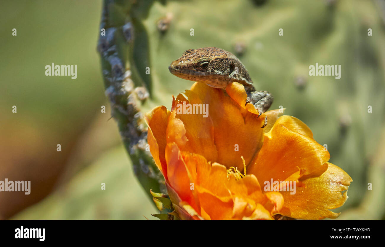 Madeiran wall lizard and cactus flower in Funchal, Madeira, Portugal, European Union Stock Photo