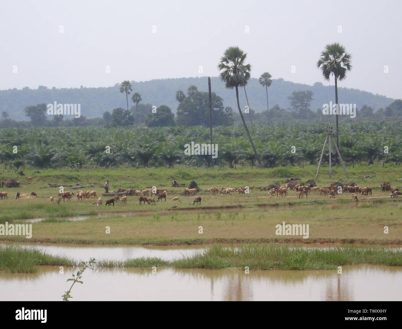 An upland scene in the West Godavari district; 21 September 2009 (original upload date); Self-photographed (Original text:  B.Ramesh Raju, Own work); B.Ramesh Raju, Redaloes at English pedia; Stock Photo