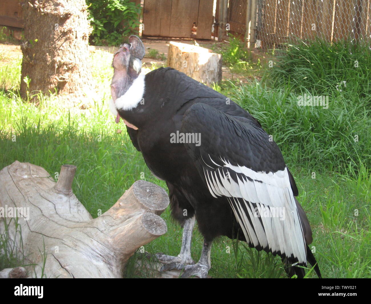An Andean Condor At The Okc Zoo 18 December 05a According To Exif Data Transferred From En Pedia To Commons By Innotata Using Commonshelper Mitternacht90 At English Pedia Stock Photo Alamy