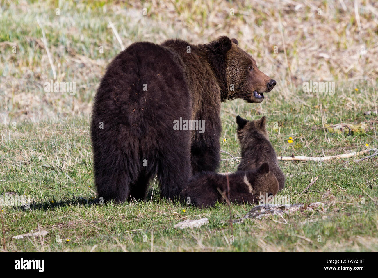 Father And Son Convicted Of Killing Mama Bear And Cubs