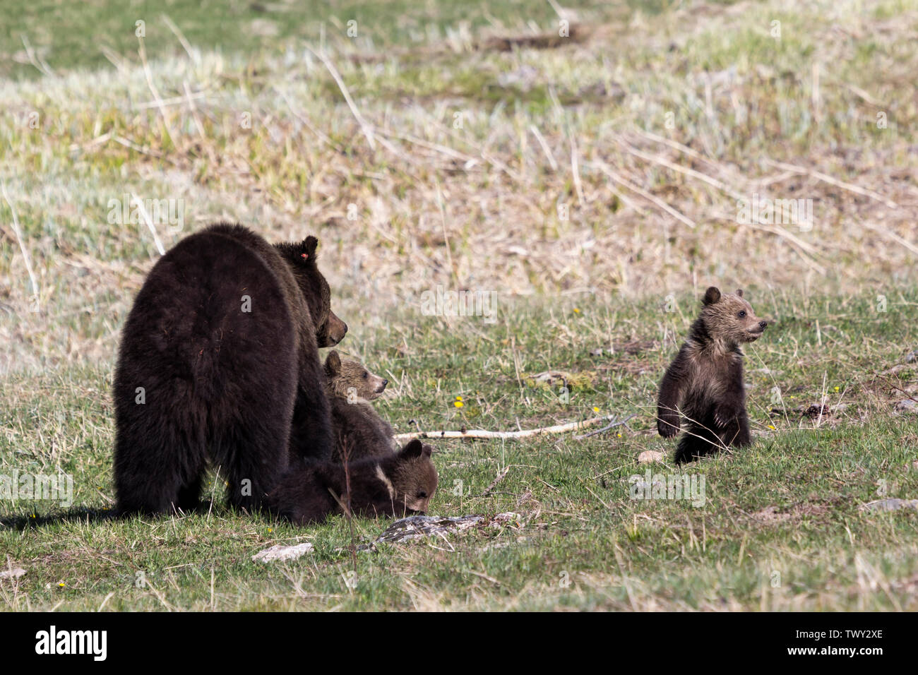 Black bear (ursus americanus) with cubs in Yellowstone National Park Stock Photo