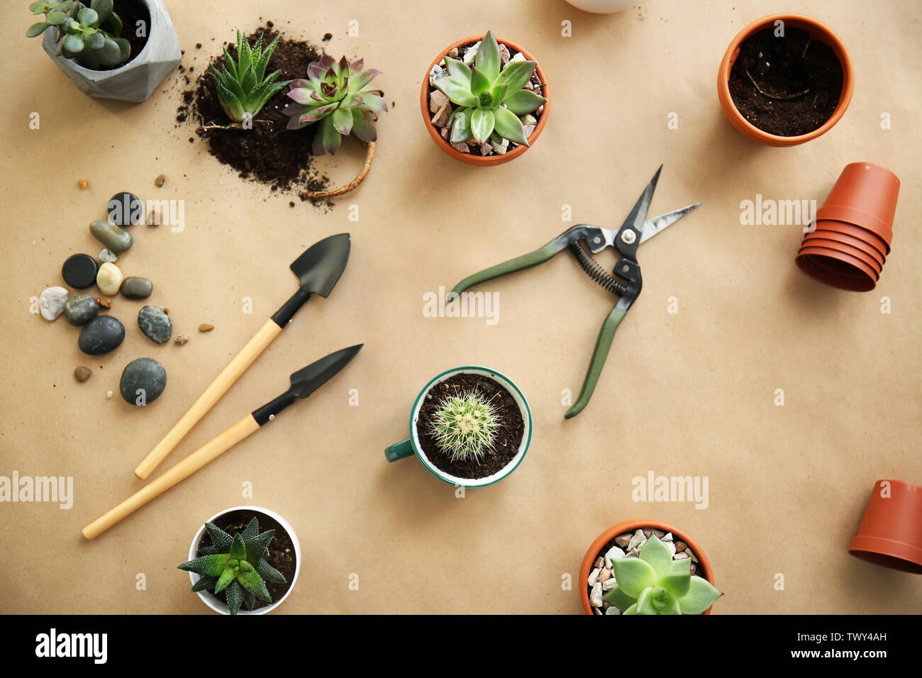 Succulents in pots gardening tools on table Stock Photo