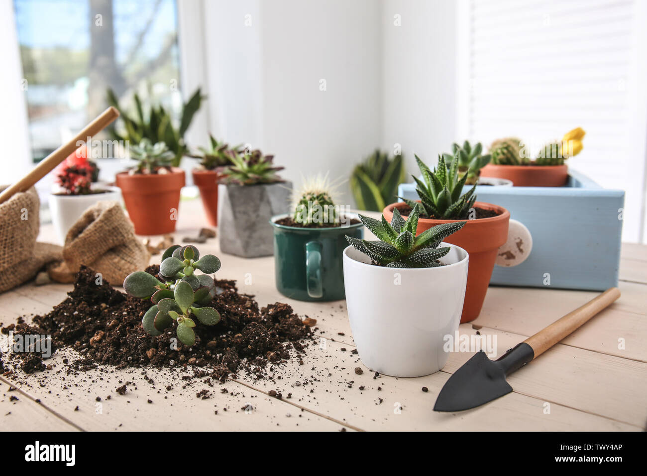 Succulents in pots on wooden table Stock Photo