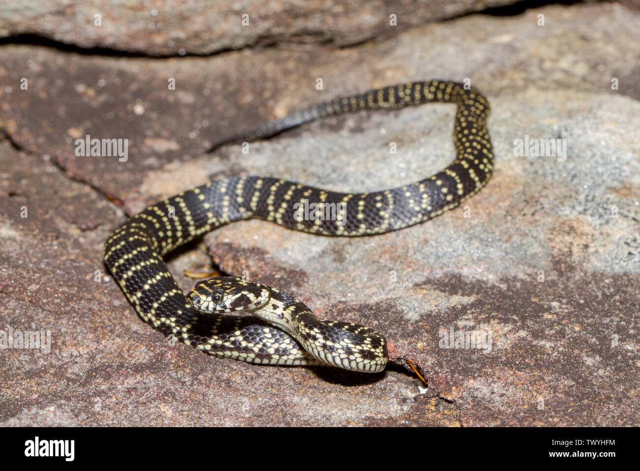 Broad-headed Snake  Hoplocephalus bungaroides Australia Elapid Snake Stock Photo