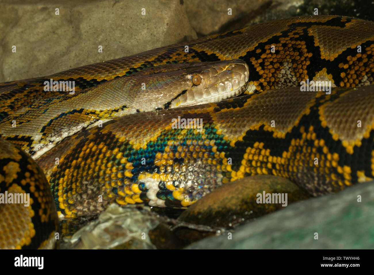 Python reticulatus hi-res stock photography and images - Alamy