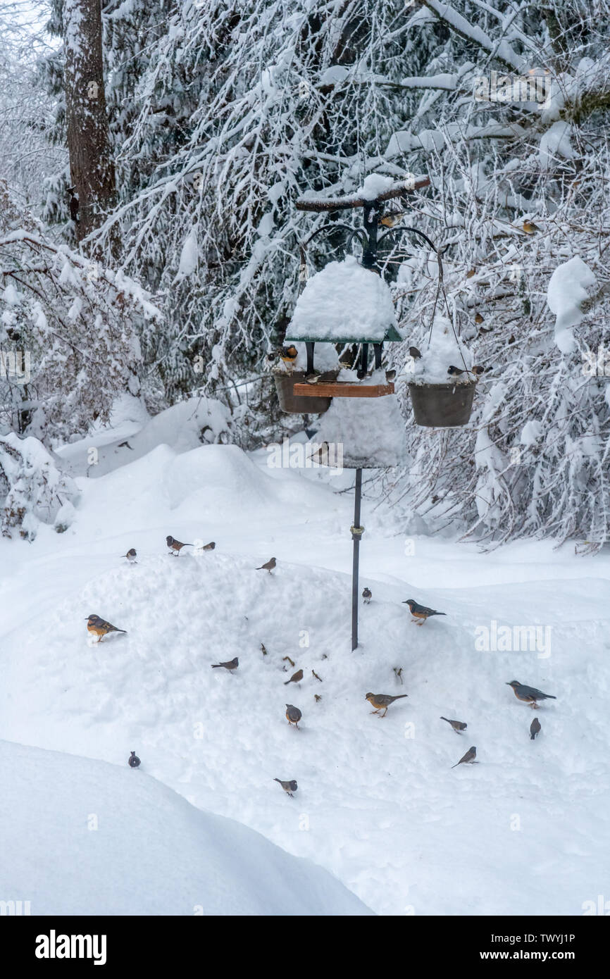 Issaquah, Washington, USA.  Varied Thrushes, Spotted Towhees and Dark-eyed Juncos looking for food underneath a birdfeeder after a deep snowfall. Stock Photo