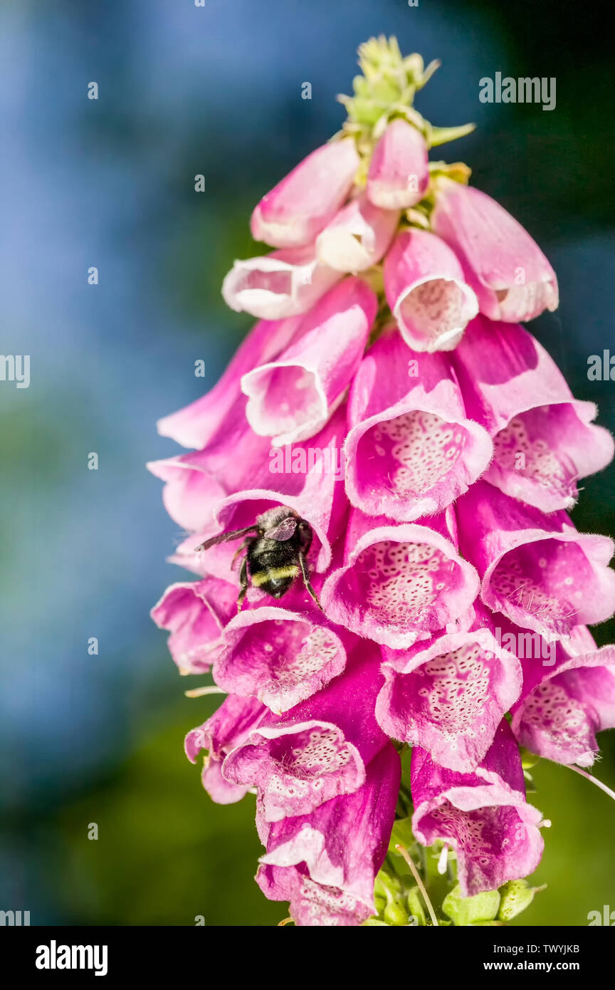 Foxglove (Digitalis purpurea) close-up with Yellow-faced bumble bee ...