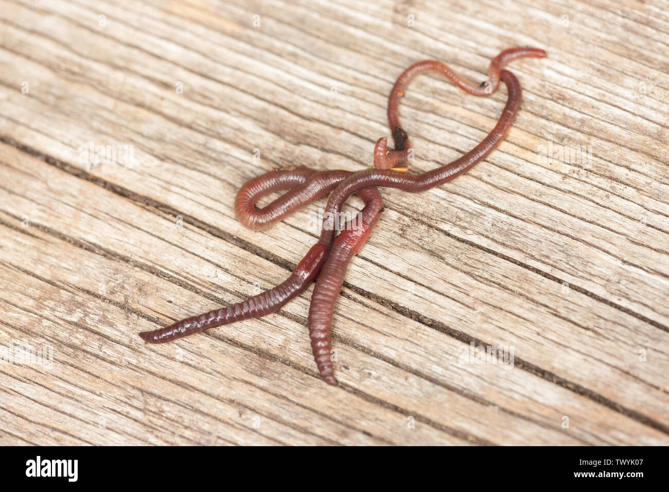 Earthworms crawling across a board. Stock Photo