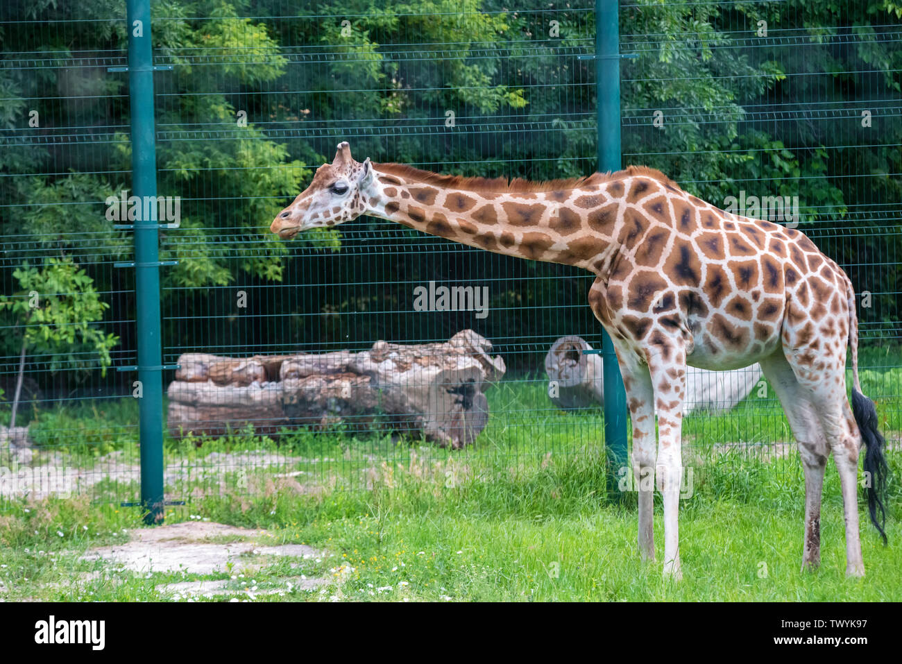 Rothschild's giraffe or Giraffa camelopardalis rothschildi walks in ...