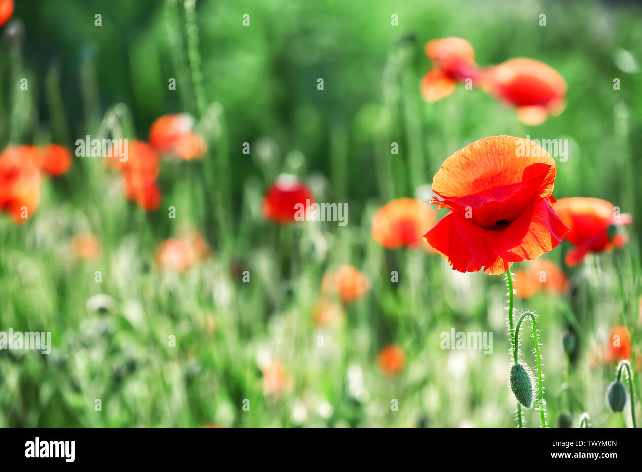Beautiful red poppy flowers in green field Stock Photo - Alamy