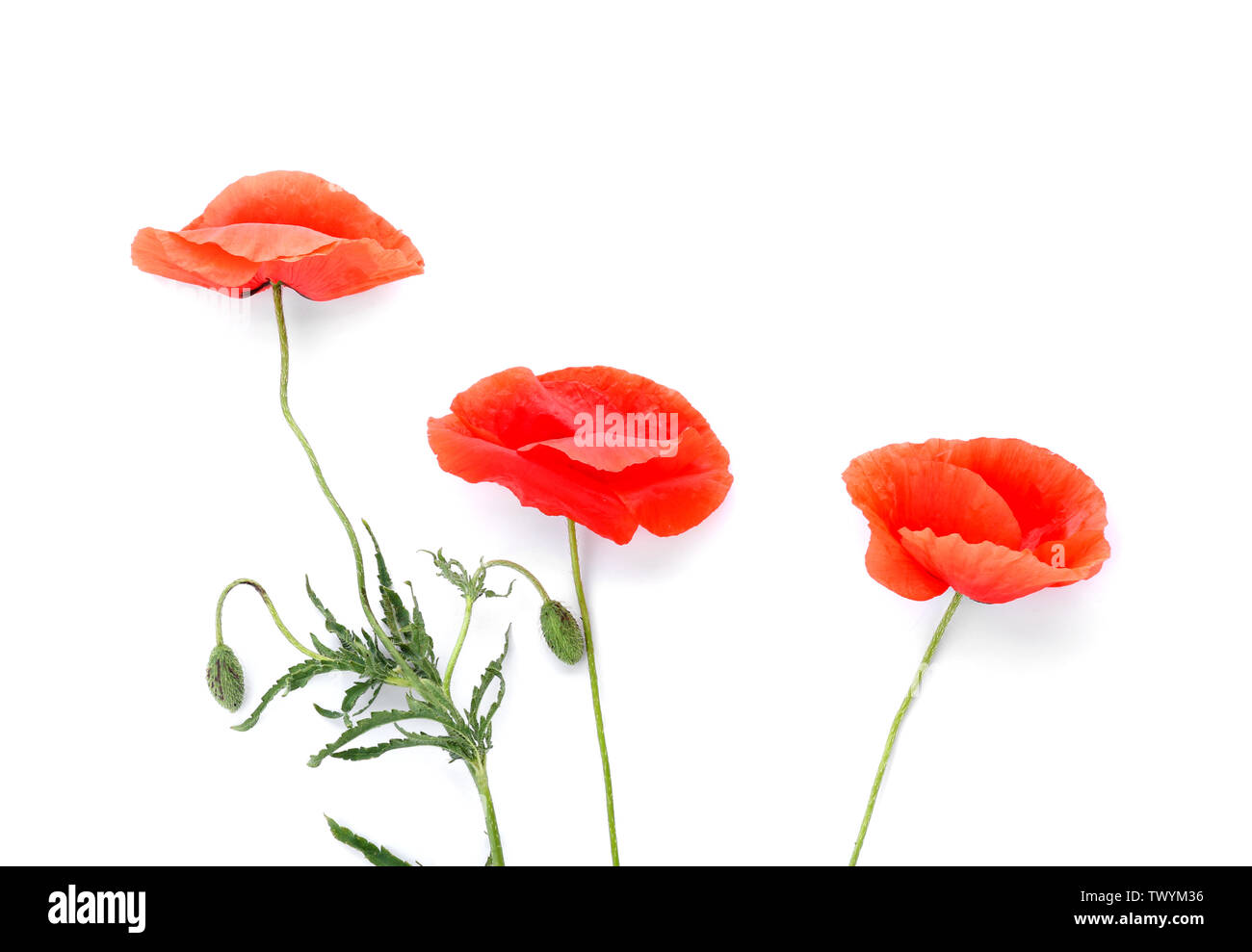 Beautiful red poppy flowers on white background Stock Photo - Alamy