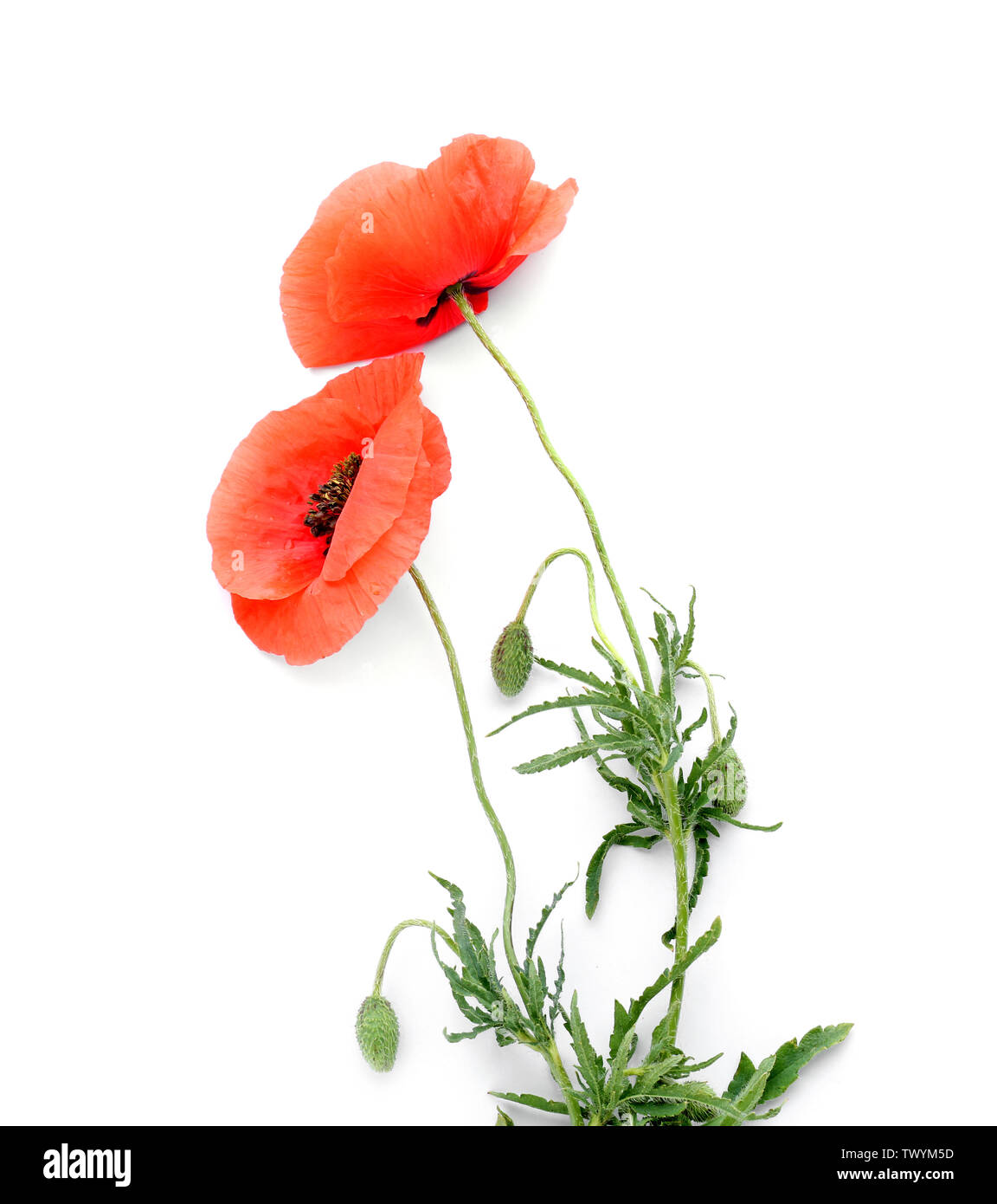 Beautiful red poppy flowers on white background Stock Photo - Alamy