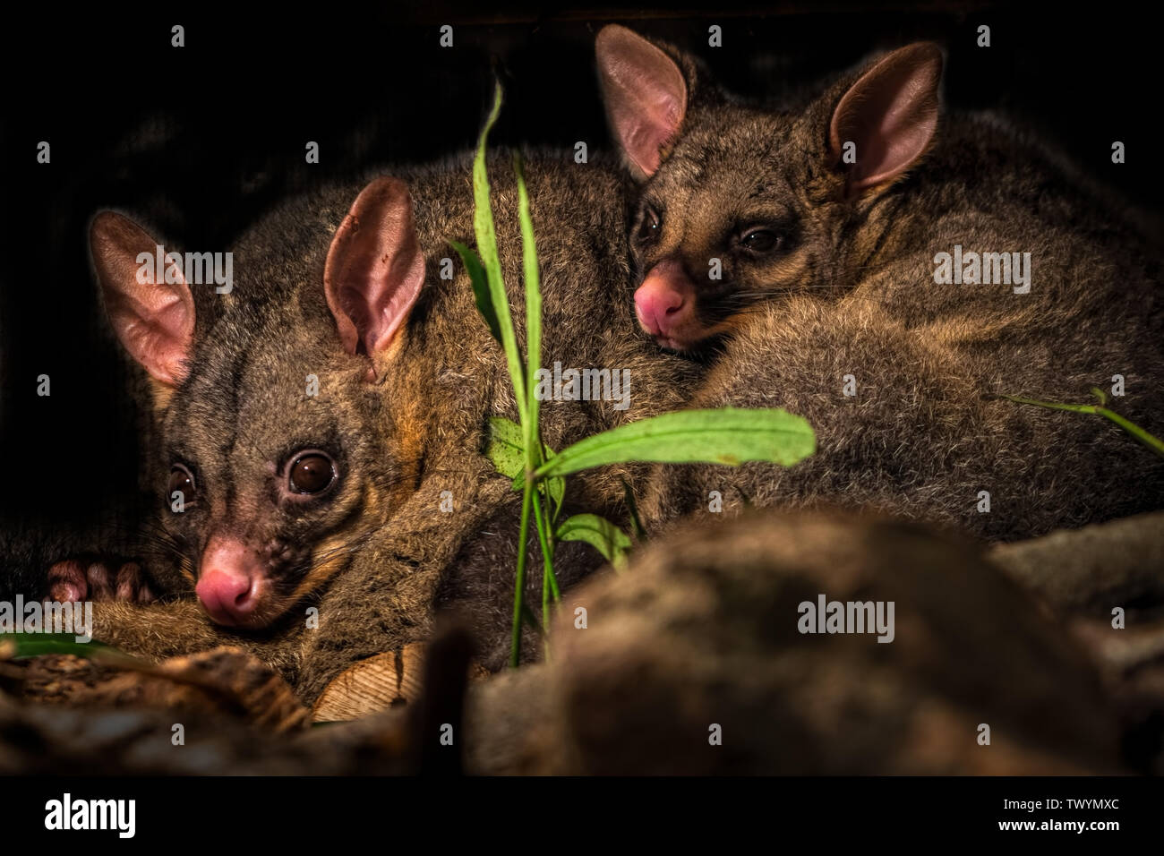 A mother and baby brush tailed possum sitting cuddled up together on a woodpile in New Zealand. Stock Photo