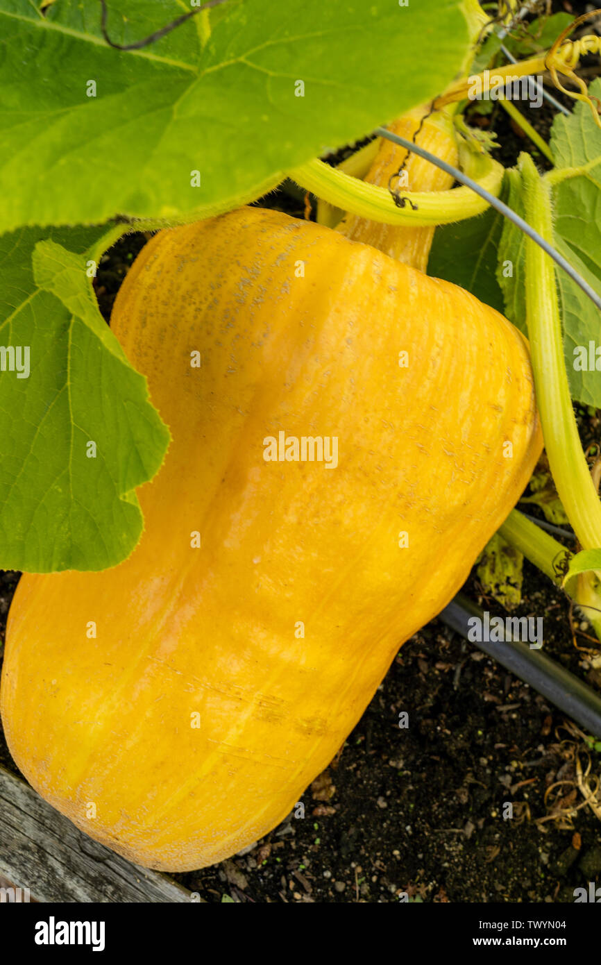 Yellow squash growing on the vine hires stock photography and images