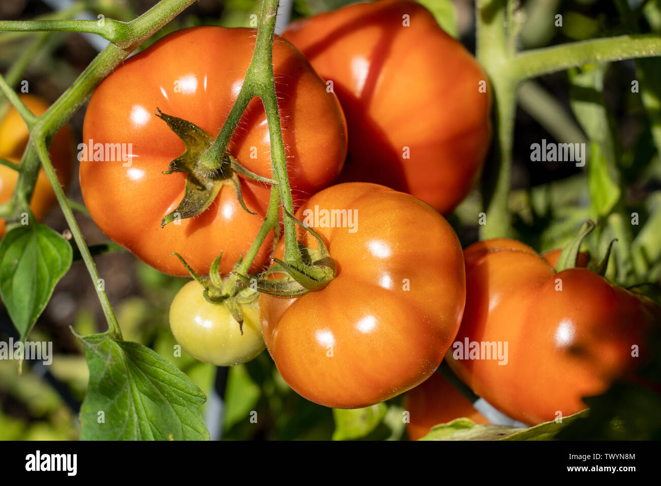 Bush early girl tomato hires stock photography and images Alamy