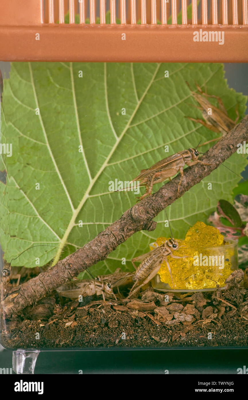 Crickets in a container hires stock photography and images Alamy