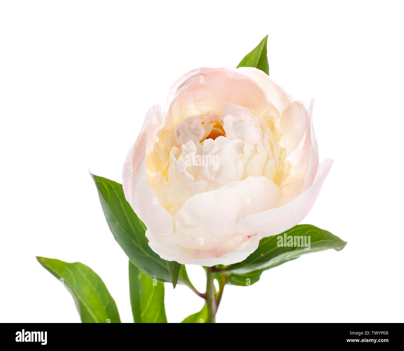 Beautiful peony flower on white background Stock Photo - Alamy
