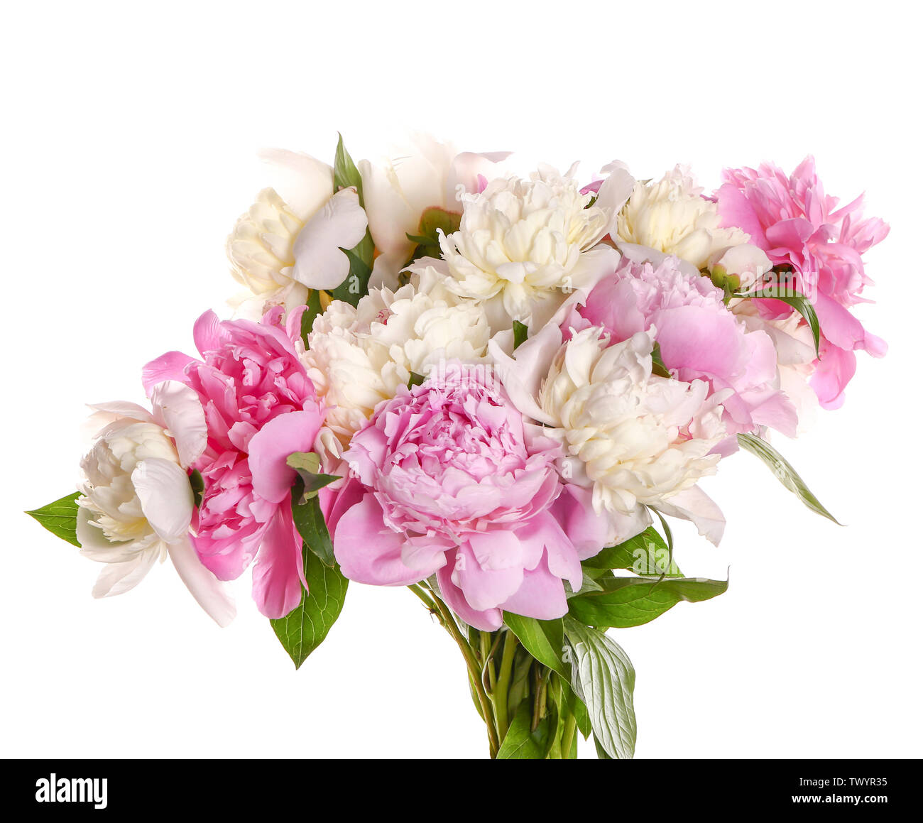 Beautiful fresh peony flowers on white background Stock Photo - Alamy