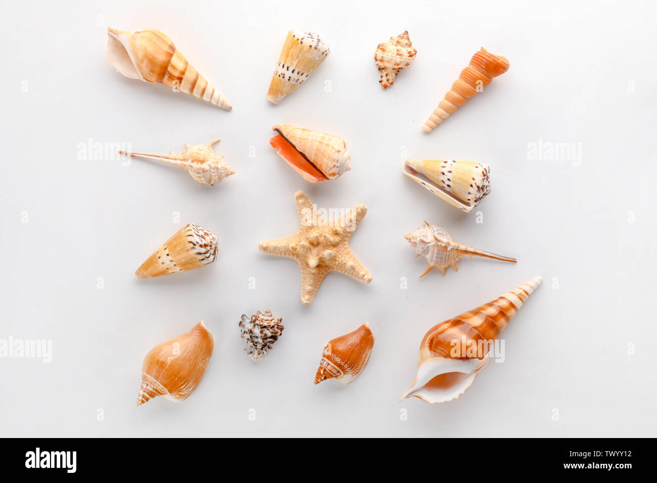 White RED SEA Cerith seashells 