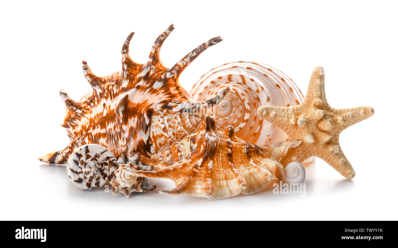 Beautiful sea shells on white background Stock Photo - Alamy