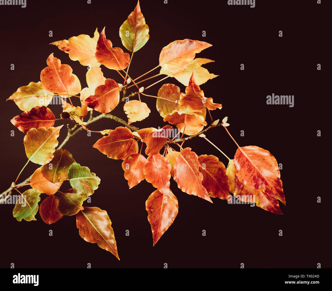 Single branch of Autumn leaves with red, yellow, brown and orange leaves on a black background Stock Photo