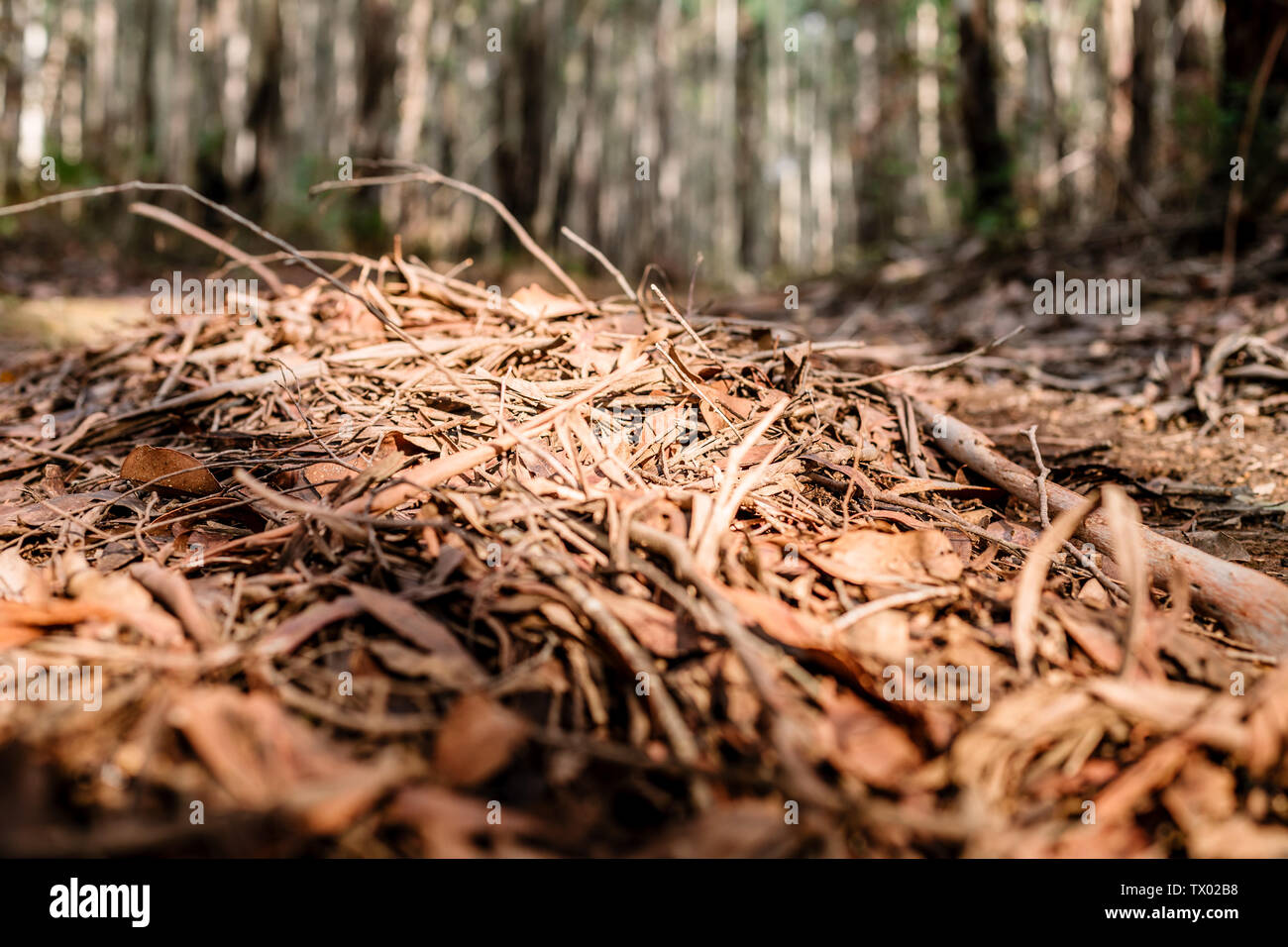 Ground image of fallen stick and twigs, with light and shadows, in a forest with distant trees Stock Photo