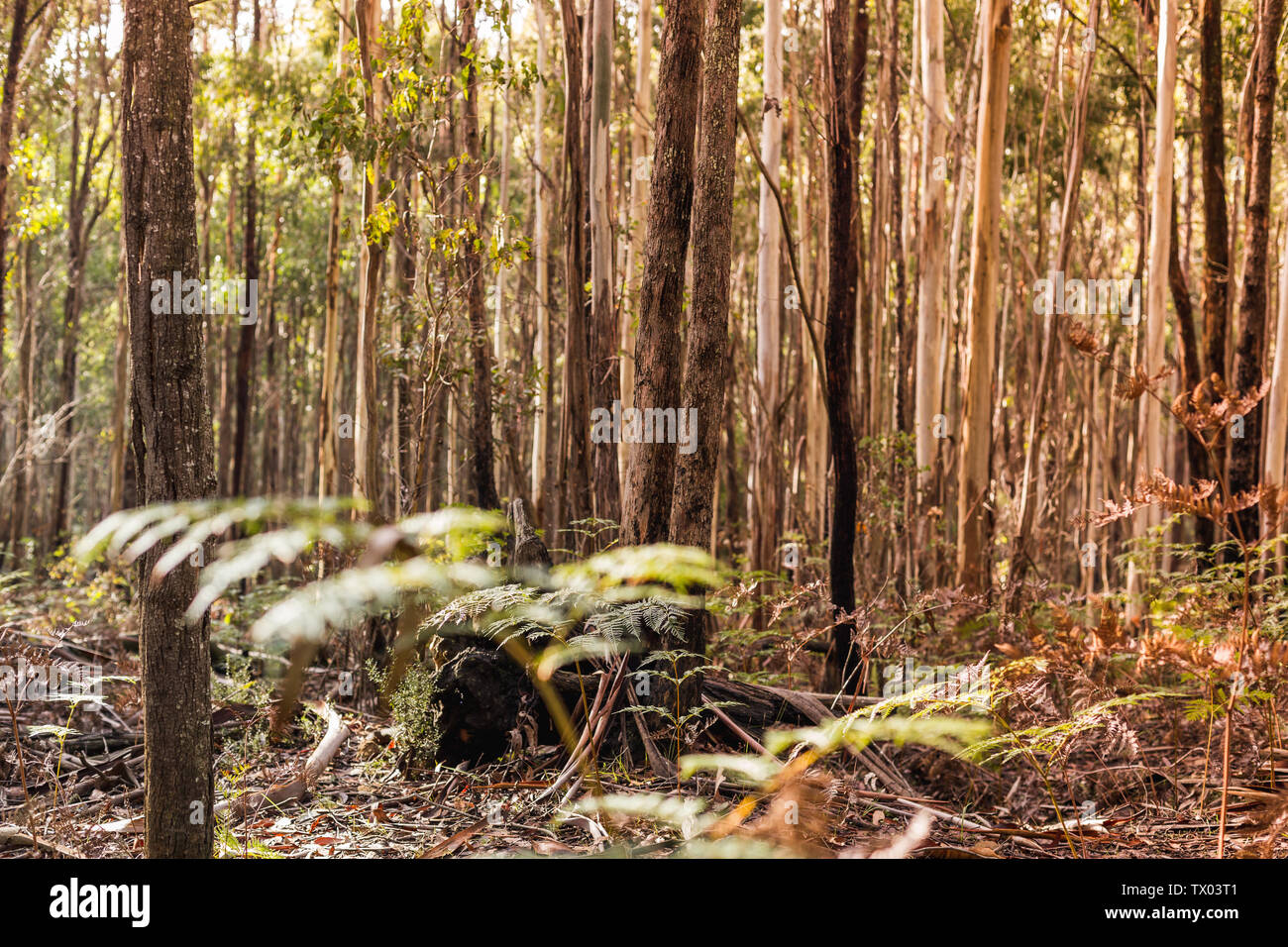 Forest with up close of ferns as well as dense native trees, with the soft glow of setting sun Stock Photo