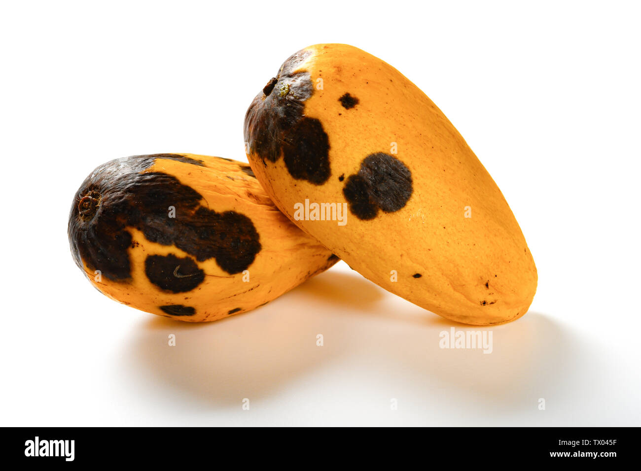 top view rotten mango with worms on a white background Stock Photo - Alamy