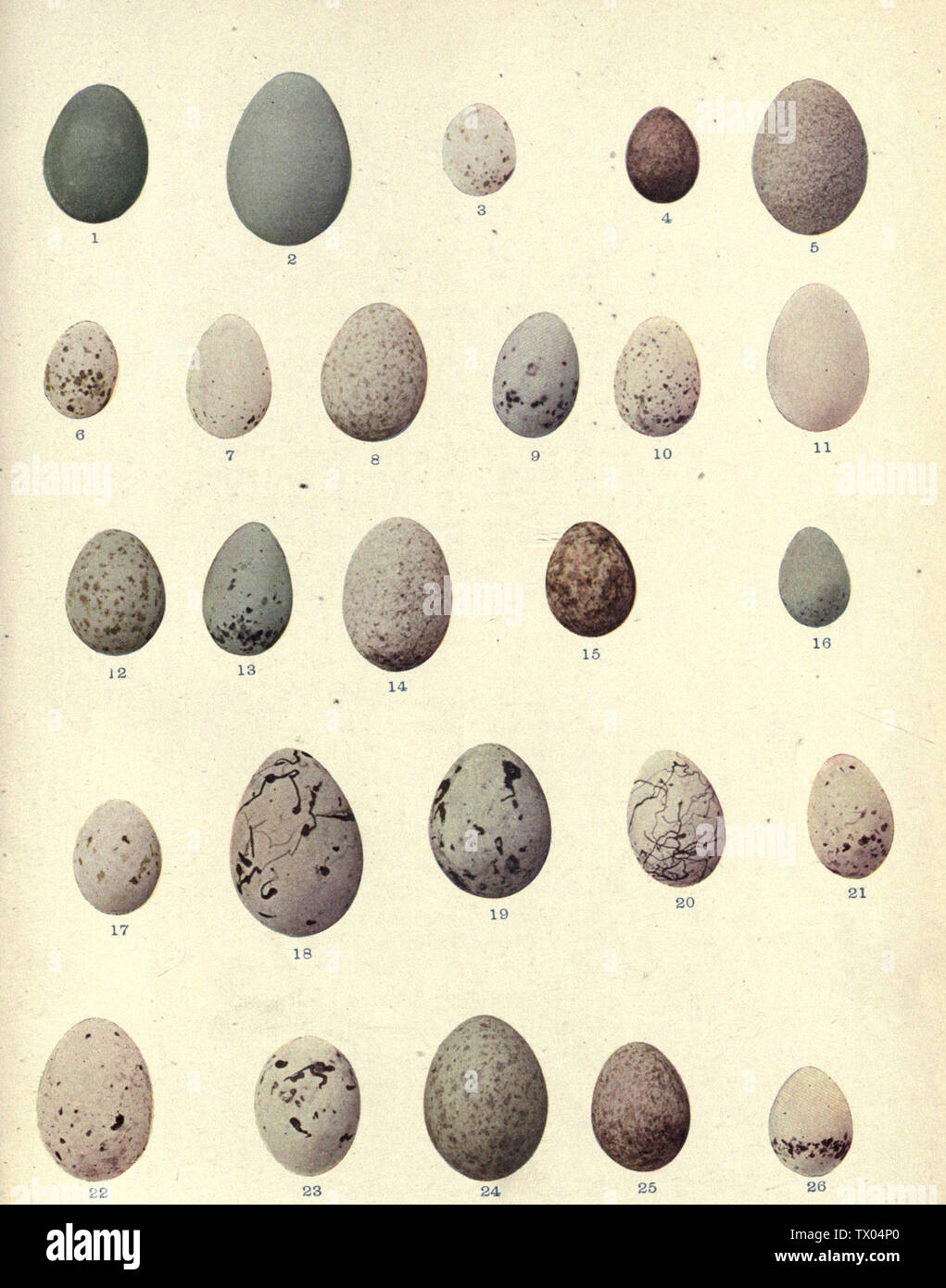 Grackle Eggs High Resolution Stock Photography And Images Alamy Grackle Eggs High Resolution Stock Photography And Images Alamy