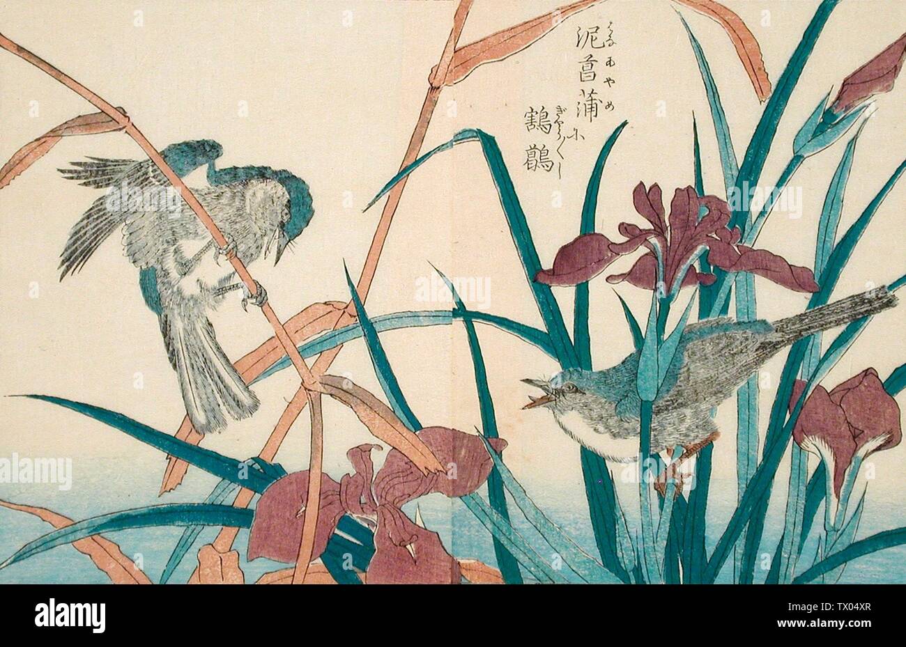 Birds and Iris;  Japan, 18th-19th century Prints; woodcuts Color woodbk prints; two pages from a book Image: 7 1/16 x 10 13/16 in. (17.9 x 27.4 cm); Sheet: 8 5/8 x 11 1/16 in. (21.9 x 28.0 cm) Gift in memory of Mary Thayer Gruys (AC1992.109.8.1-.2) Japanese Art; 18th-19th century; Stock Photo