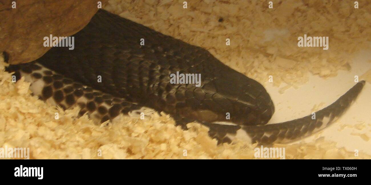 mamba dating wiki