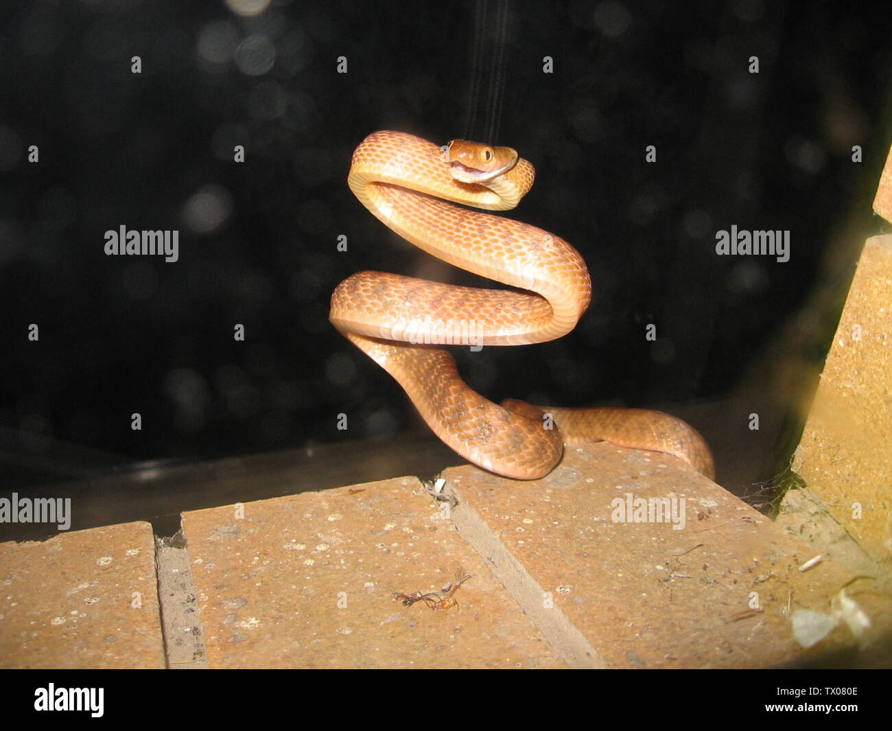 A brown tree snake (Boiga irregularis) in its characteristic coiled posture, photographed in Queensland.; 27 September 2007; Picture by English pedia editor Soulgany101, originally uploaded there as File:IMG 1228.JPG on 27 September 2007; User:Soulgany101; Stock Photo