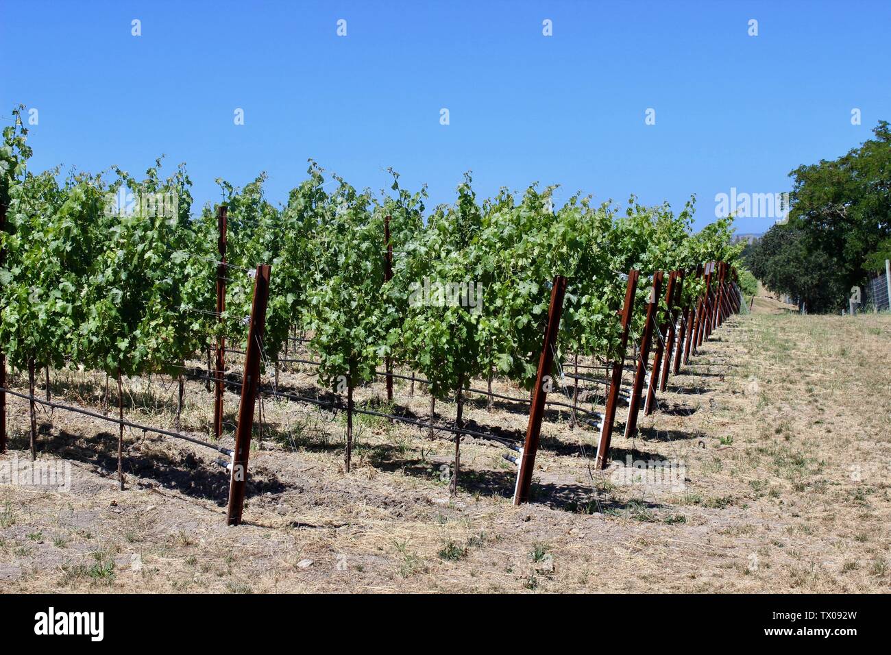 Vineyard, Coombsville, Napa Valley, California Stock Photo