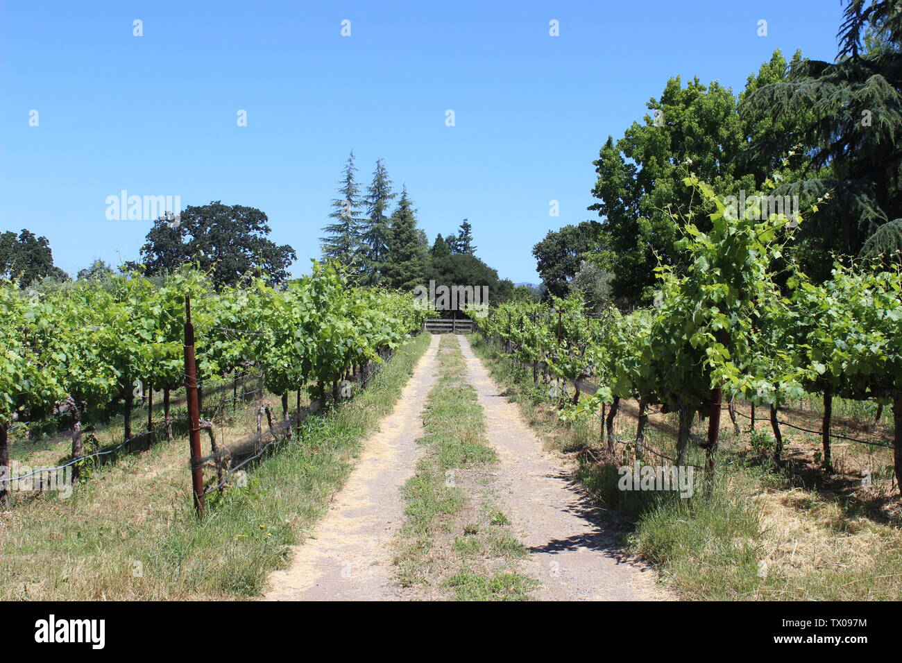Vineyard, Coombsville, Napa Valley, California Stock Photo