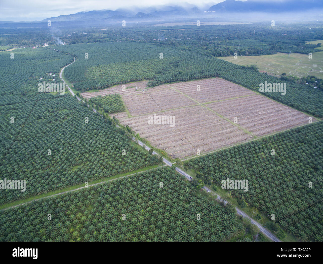 Replantation or Rejuvenation of palm oil tree or plantation in South Sulawesi, Indonesia. Stock Photo