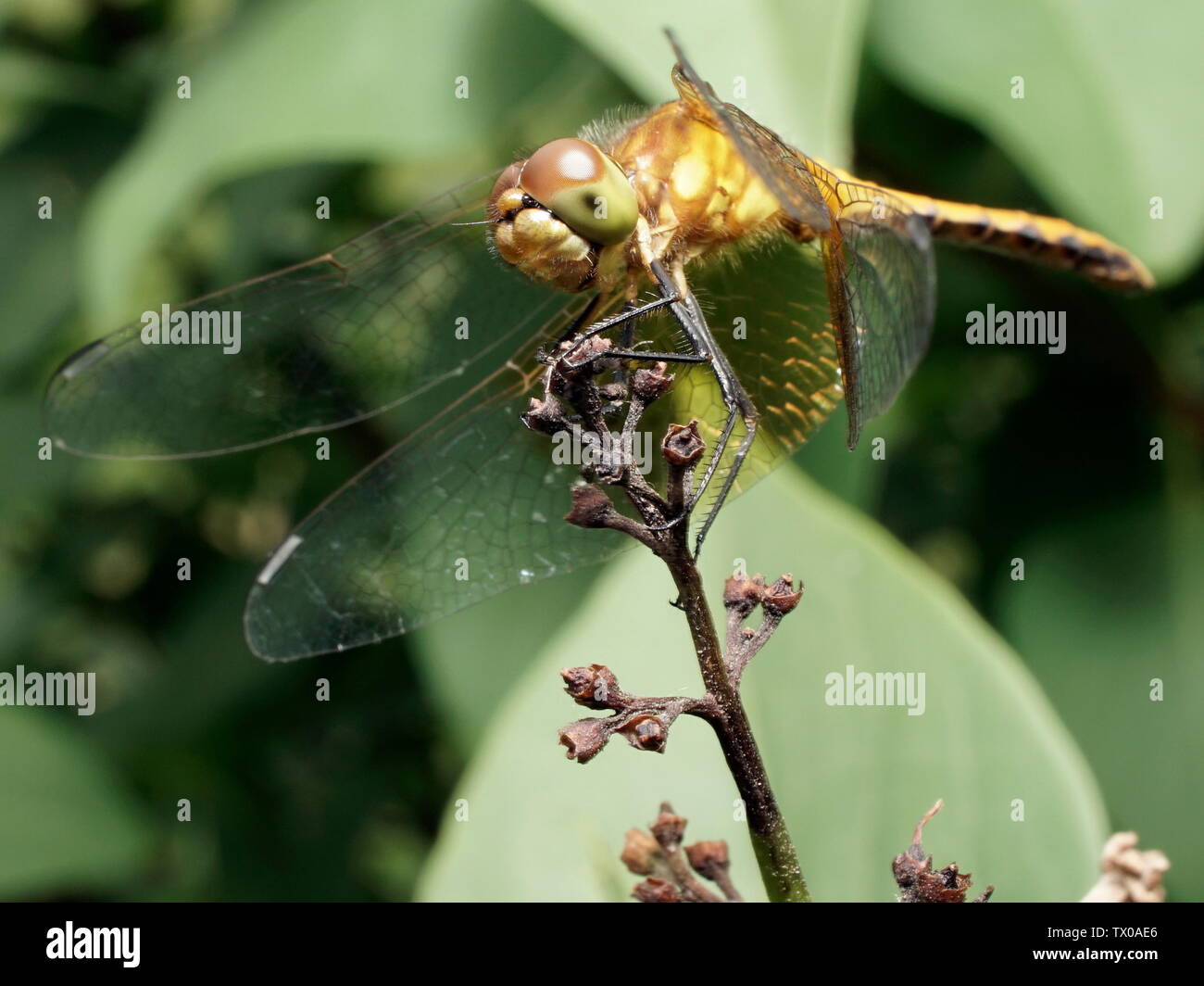 dragonfly perched on a lilac stem Stock Photo