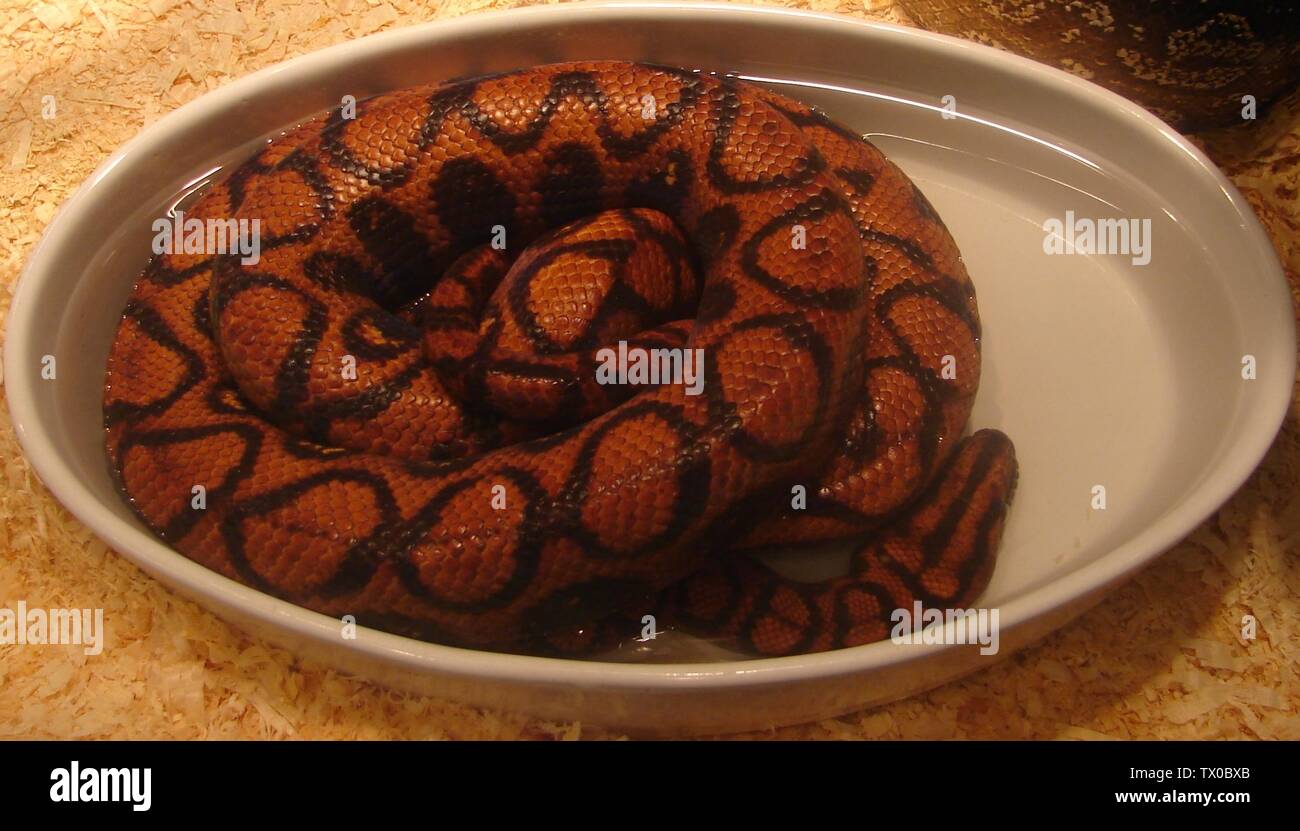 Brazilian rainbow boa at reptile museum outside monroe hires stock photography and images Alamy