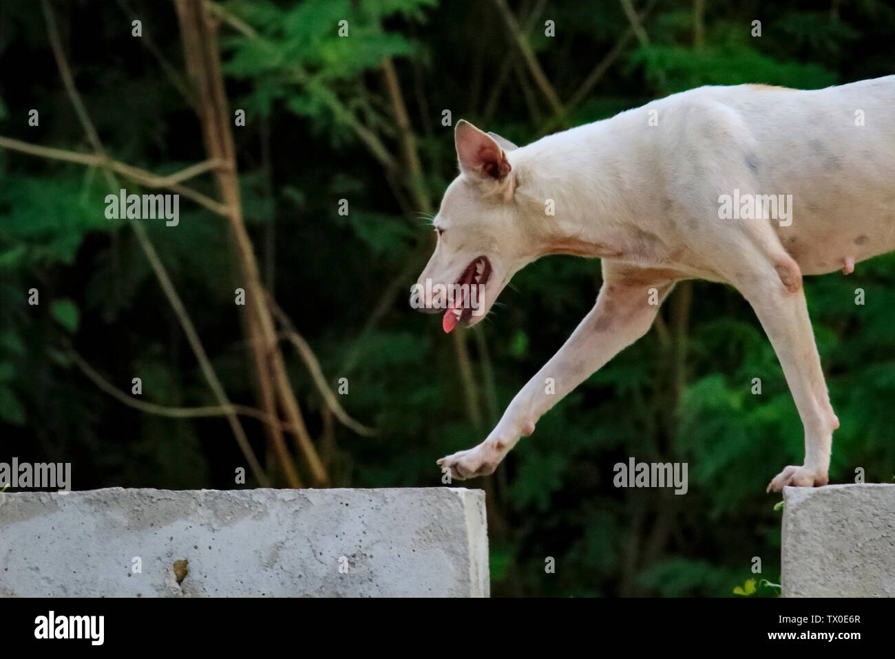 Dog stepping through gap Stock Photo Alamy