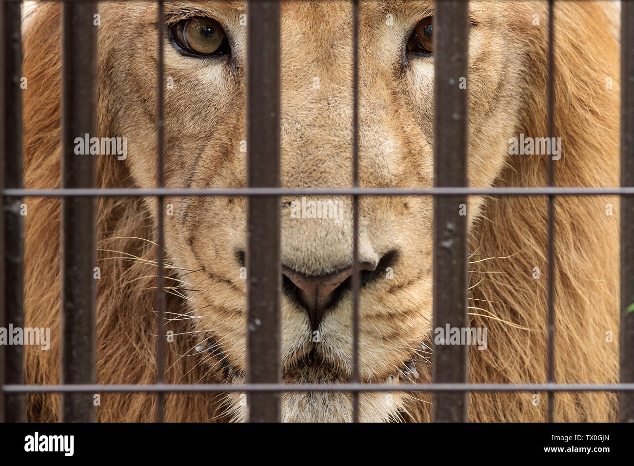 A portrait of a male lion behind cage bars in the old-style Nogeyama Zoo, Yokohama, Japan. Stock Photo
