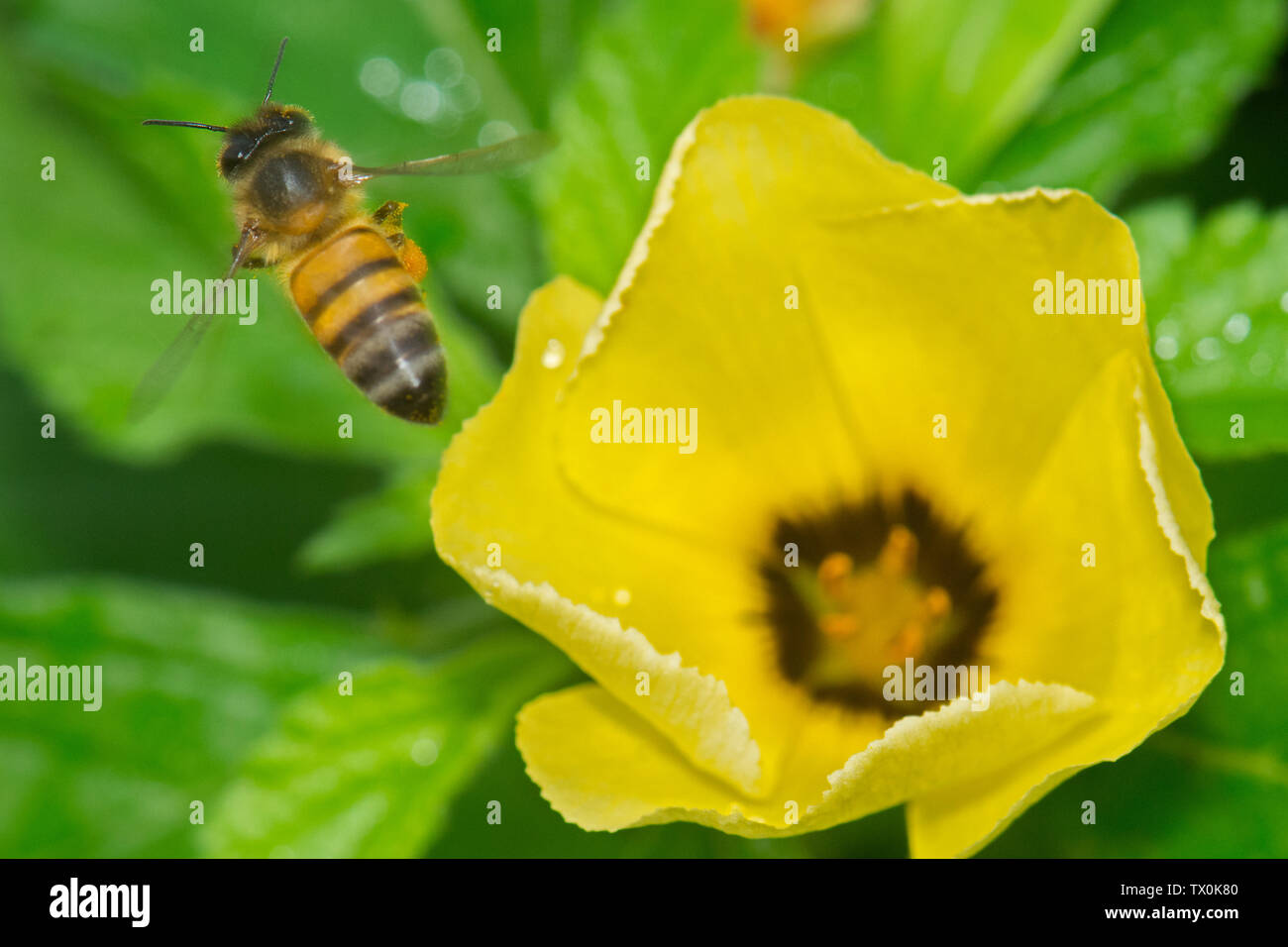 Flying Africanised honey bee (Apis mellifera scutellata) on a Turnera subulata flower in Panama. Stock Photo
