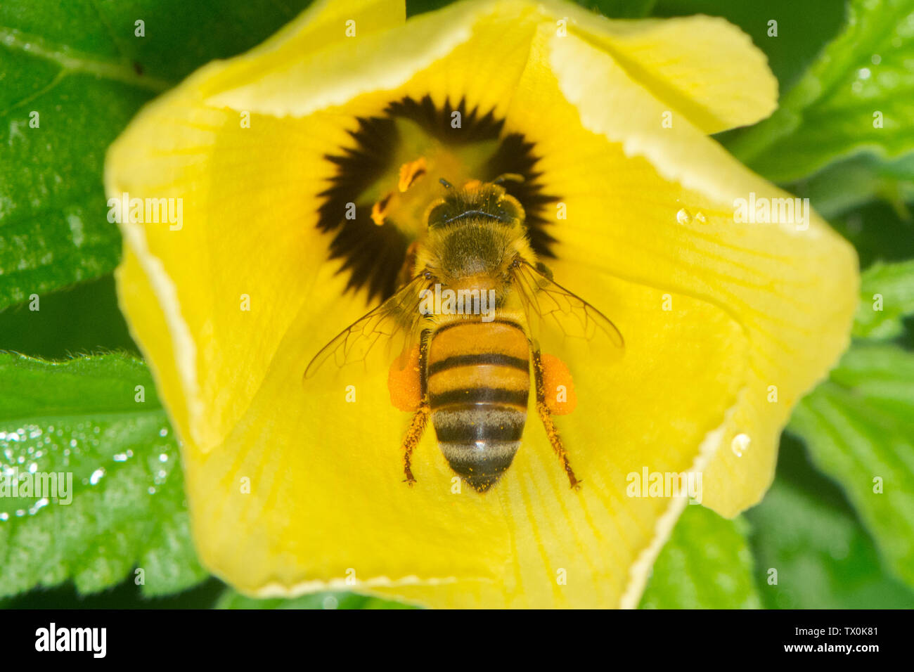 Africanised honey bee (Apis mellifera scutellata) on a Turnera subulata flower in Panama. Stock Photo