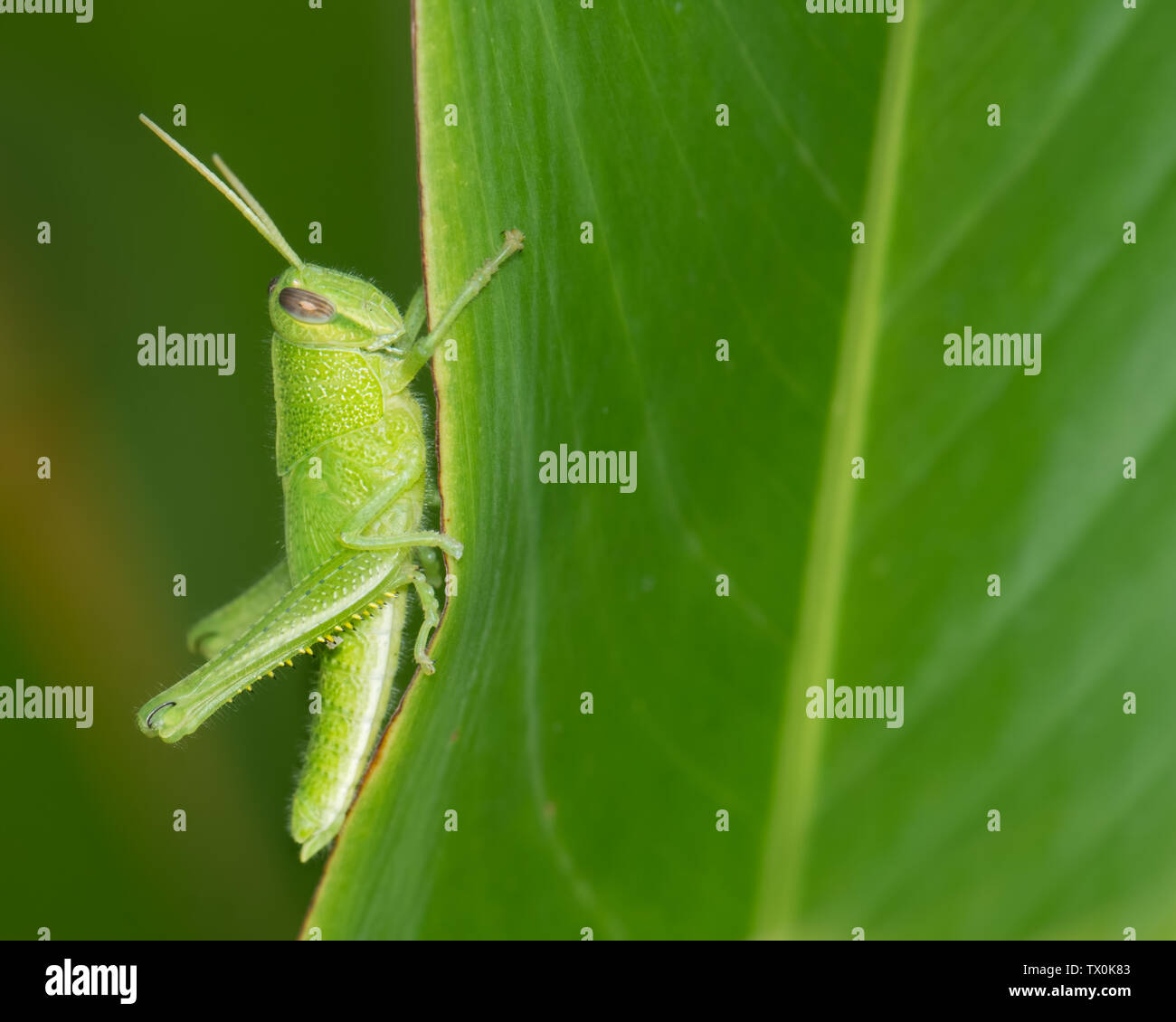 Grasshopper (Acridomorpha sp.) nymph on a leaf in Panama. Stock Photo