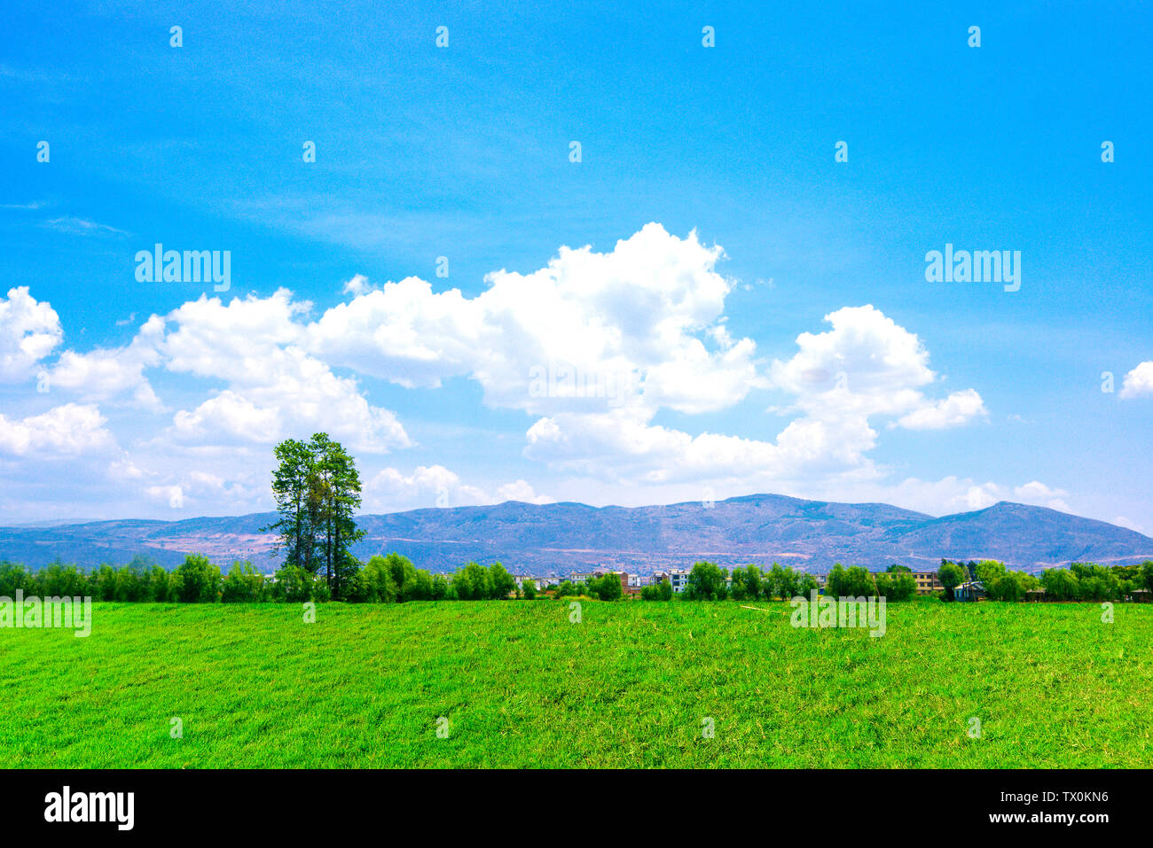 Green grass under blue sky and white clouds Stock Photo - Alamy