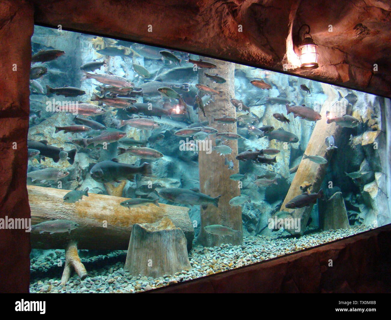 Aquarium At Cabela S Store 12 December 07 Original Upload Date Own Work Bachcell At English Pedia Stock Photo Alamy