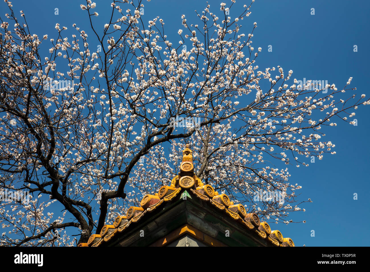 Beijing Imperial Palace Kunning Palace apricot flower Stock Photo